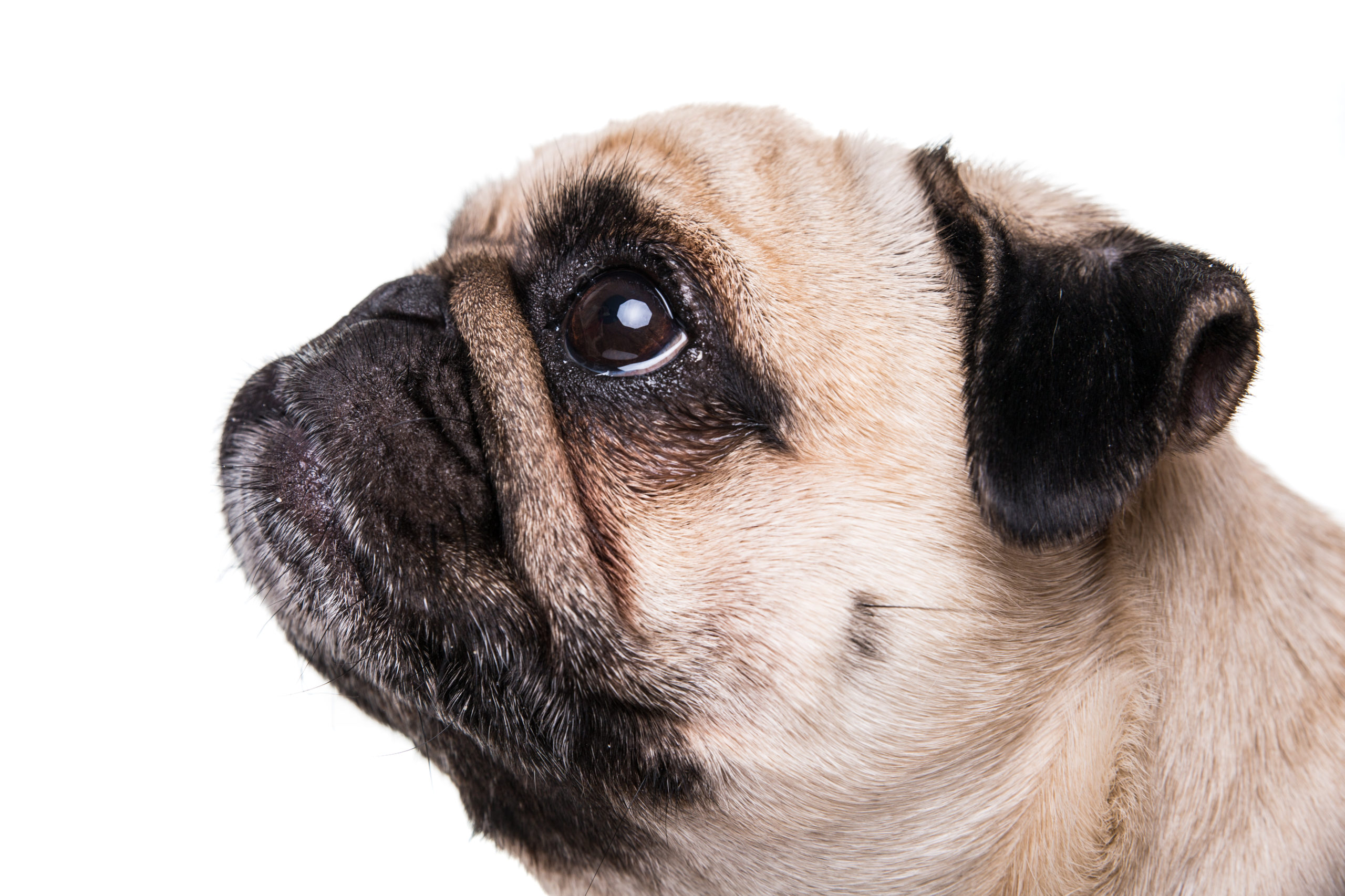 Cute Pug dog isolated on a white background